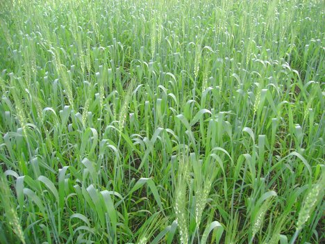 rabi-crops-price-cut-down
